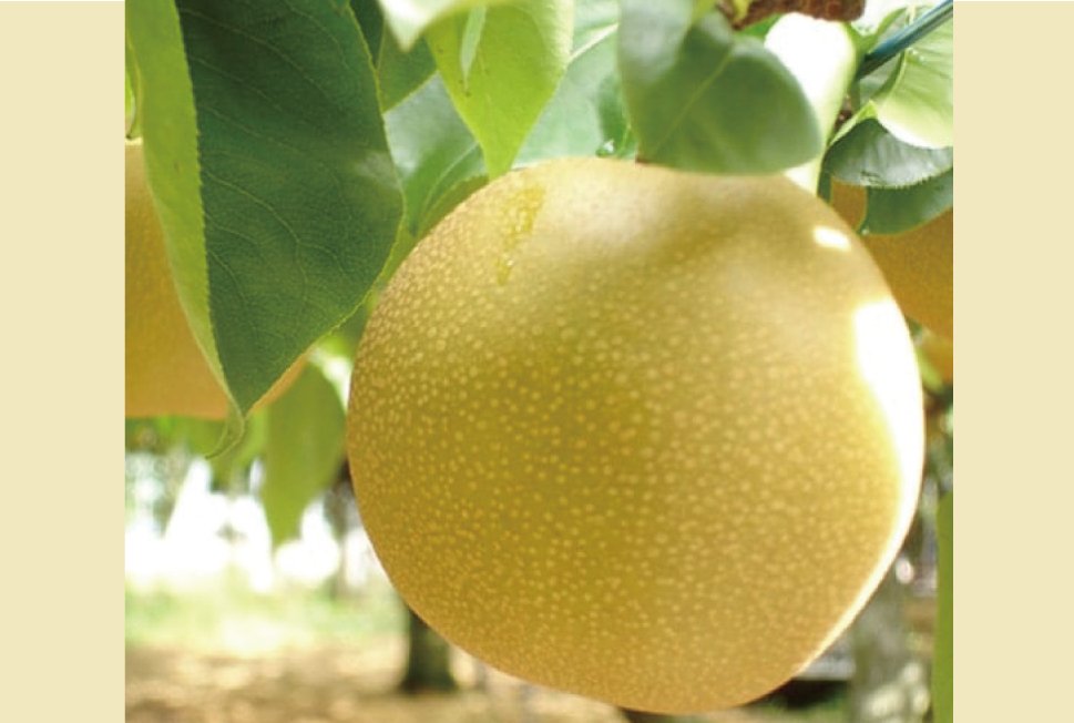 数量限定・売切れ次第終了！長野県産梨「南水」約3kg（5～12玉前後）
