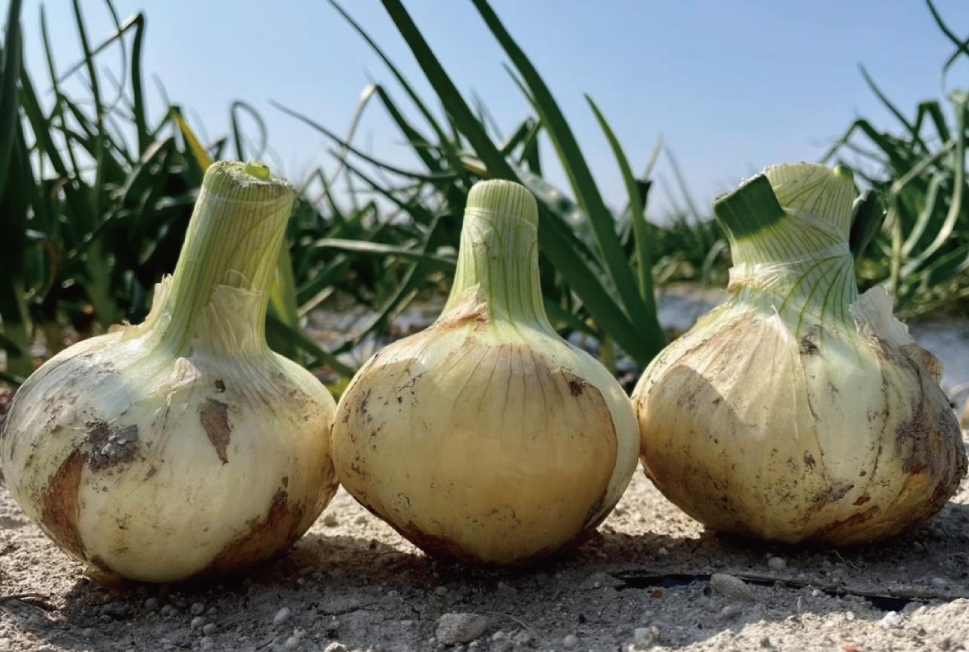 数量限定・売切れ次第終了！淡路島「新玉ねぎ」約3kgとドレッシング類4本セット